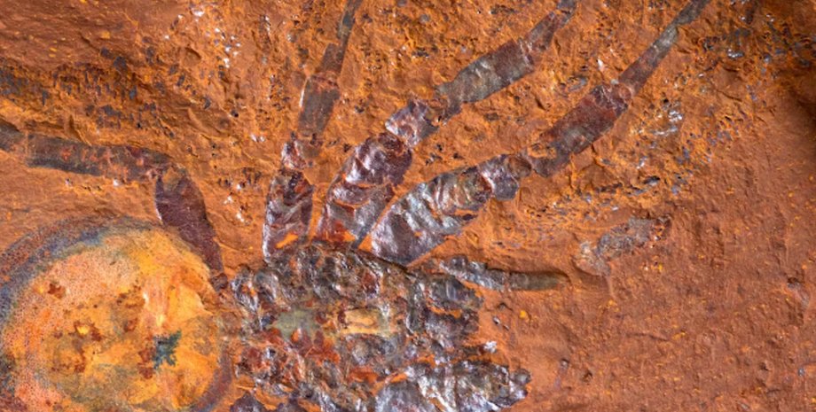 окаменелость большого паука