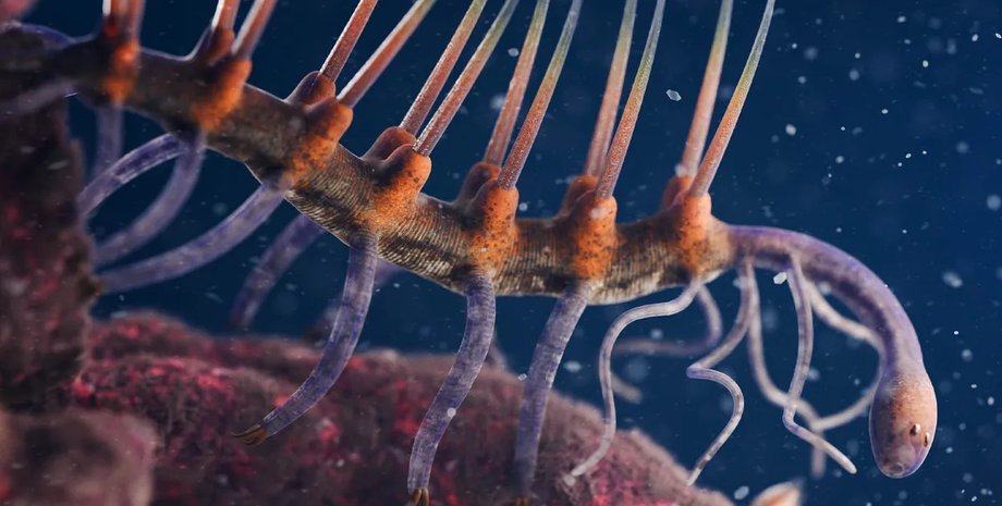 вид червоподібних вд кембрійського періоду