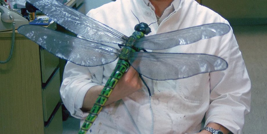 древняя стрекоза