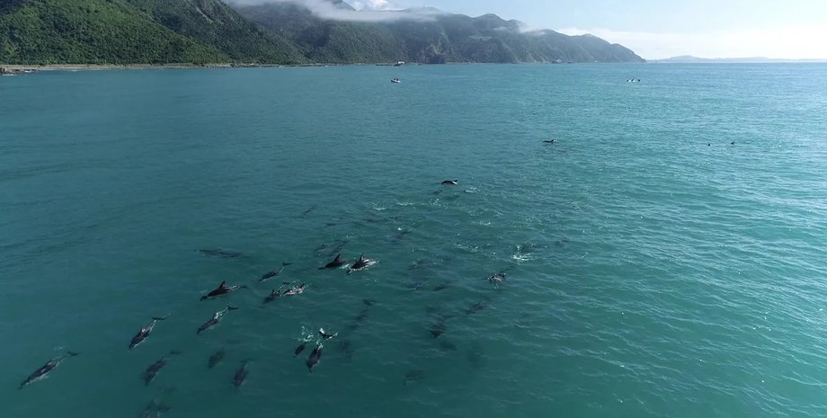 дельфін, дельфіни хвилі