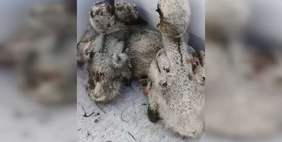 Во время обстрела ВС РФ, которые ударили по Киеву, погиб аист, который прикрыл гнездо с аистятами