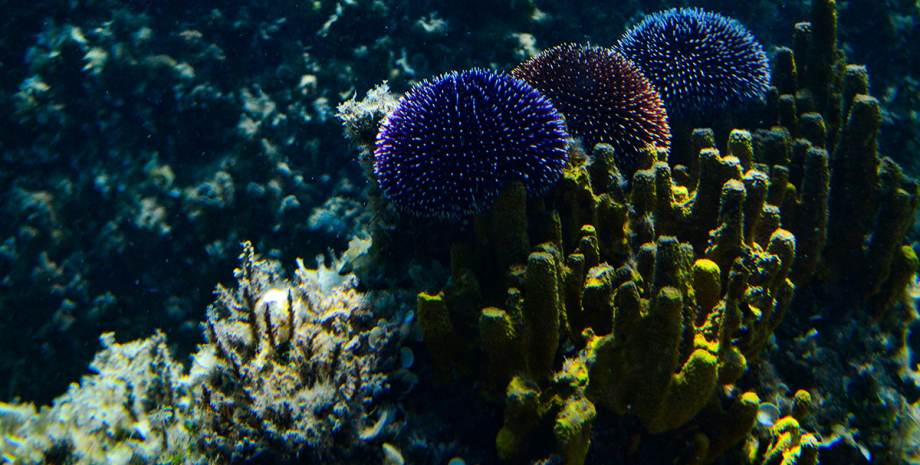 кораллы, существа, подводный мир, природа
