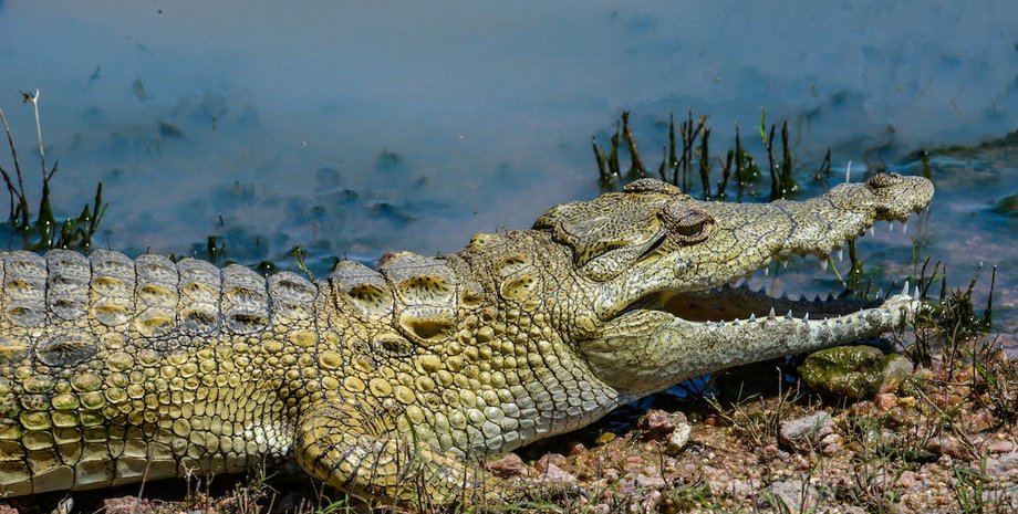Алігатор, рептилія, тварина, небезпечна тварина, домашній алігатор, алігатор в озері, алігатор налякав людей, пошук тварини