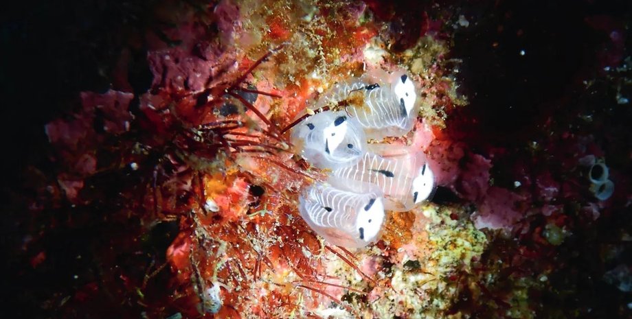 панди асцидії