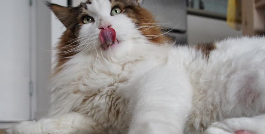 Кот Самсон / Фото: instagram.com/catstradamus