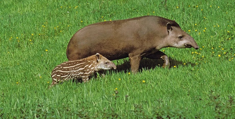 тапир, самка с детенышем тапир