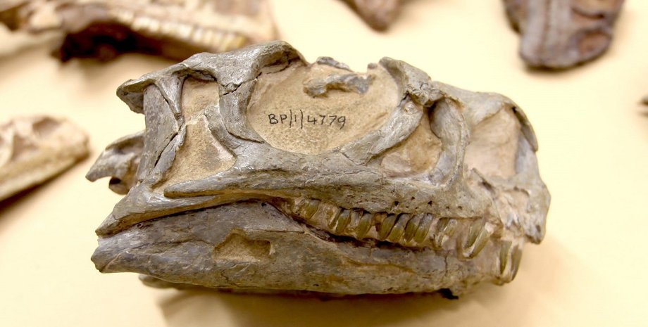 Фото: Kimberley Chapelle/Natural History Museum