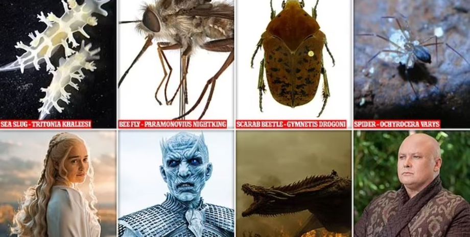 новые виды, Игра престолов