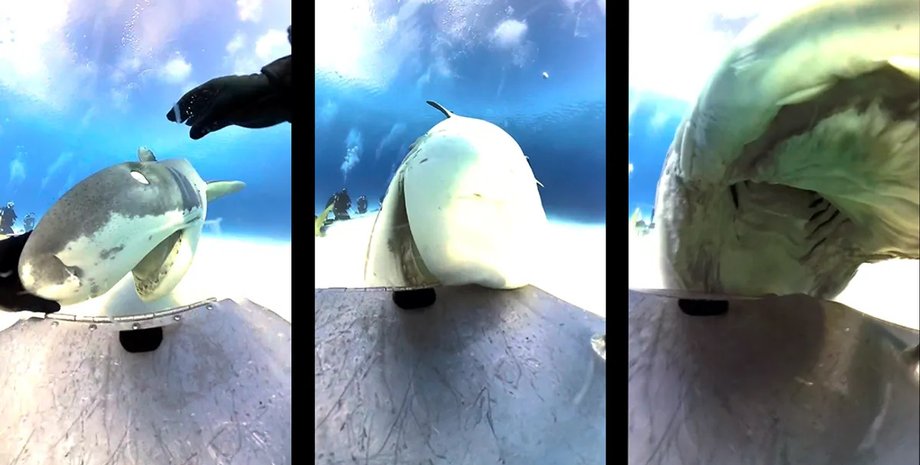 акула, акула проглотила камеру