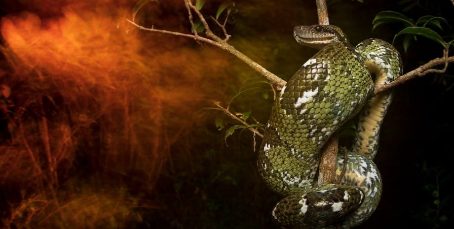 Снимок-победитель: British Ecological Society