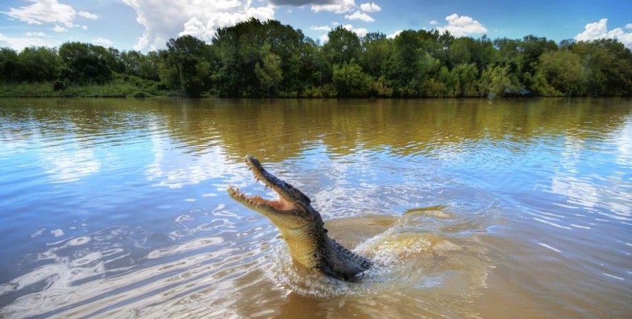 Крокодил, аллигатор, река, опасное животное, хищник, крокодил напал на женщину, голыми руками отбилась от крокодила, спасла сестру,