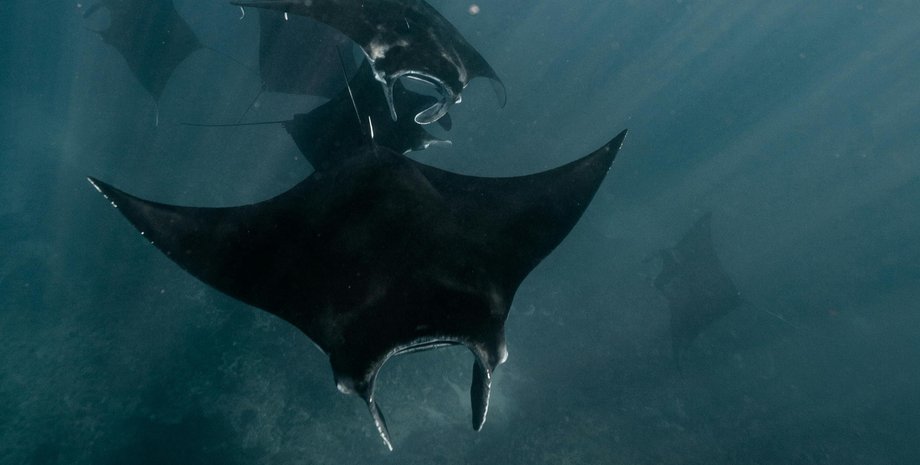 Скати під водою