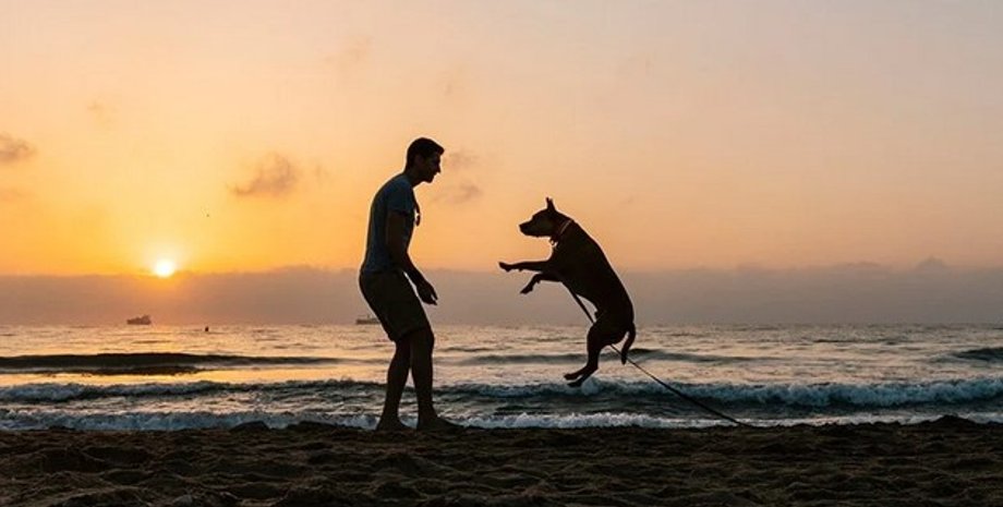 человек и собака