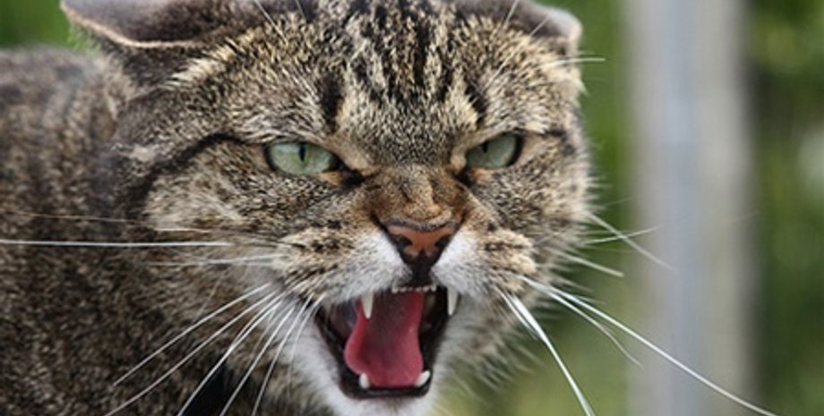 kiyany.obozrevatel.com