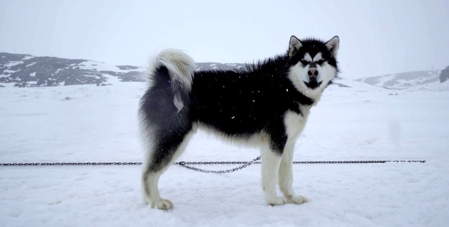 канадская инуитская овчарка