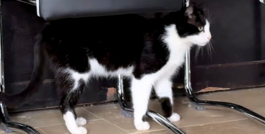 Кота Филу нашли спустя месяцы после исчезновения и опознали по микрочипу во Франции