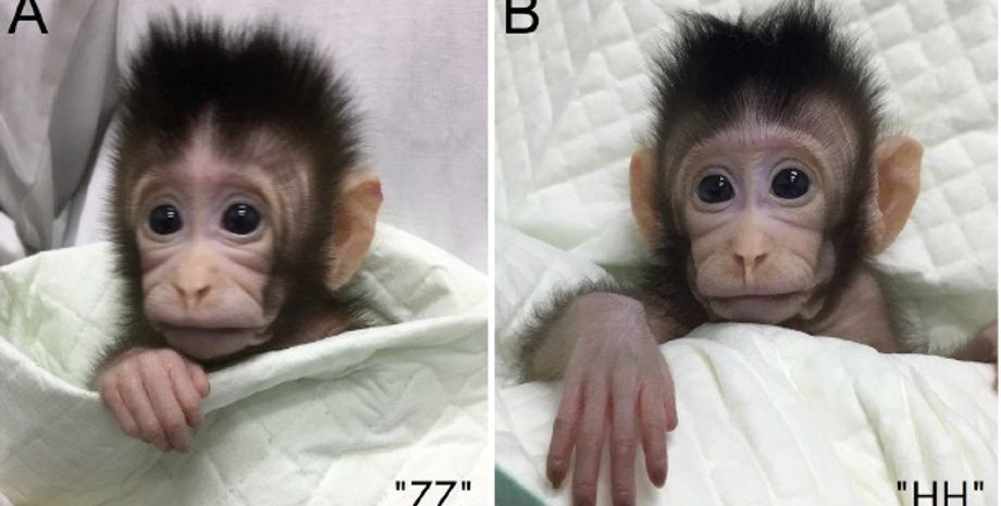 Чжун Чжун и Хуа Хуа / Фото: Zhen Liu et al / Cell 2018