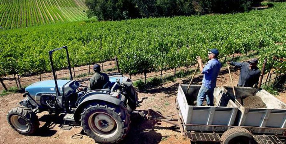 Фото: vinograd.info