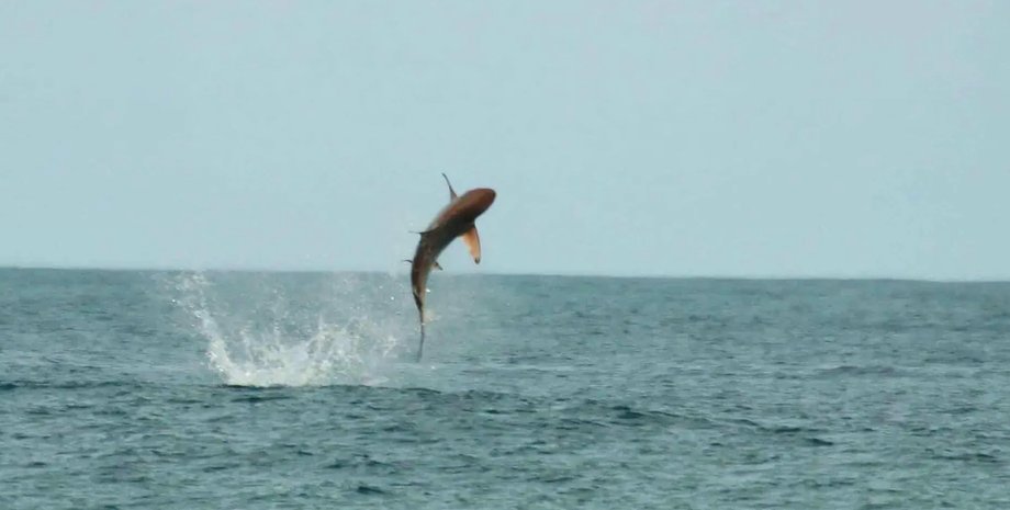 акула, чорнопера акула