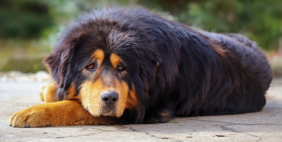 тибетский мастиф