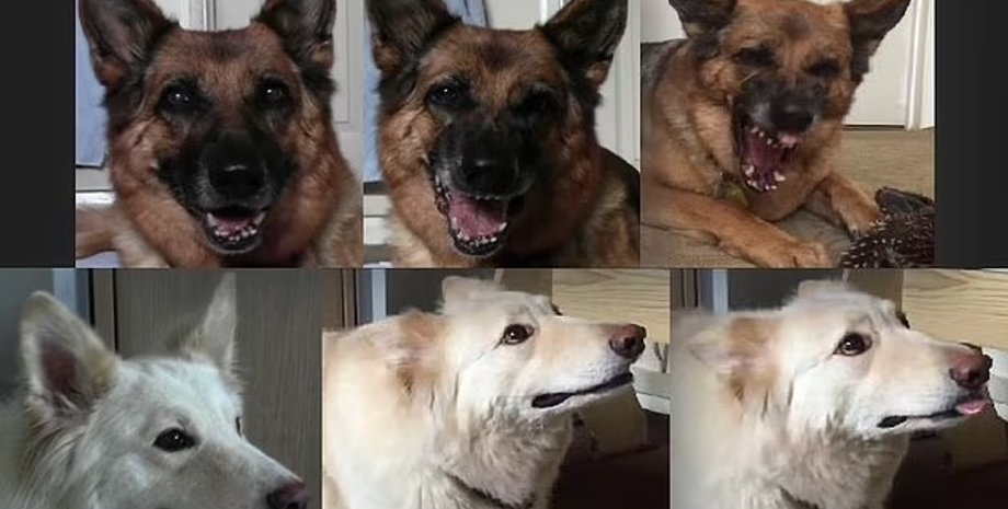 собаки, собаки мимика, мимика собак