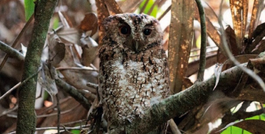 борнейская сова-раджа, редкий вид, борнео