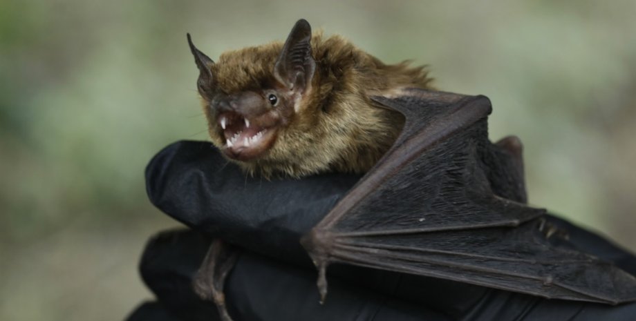 летучая мышь, коронавирус, COVID-19, ВОЗ