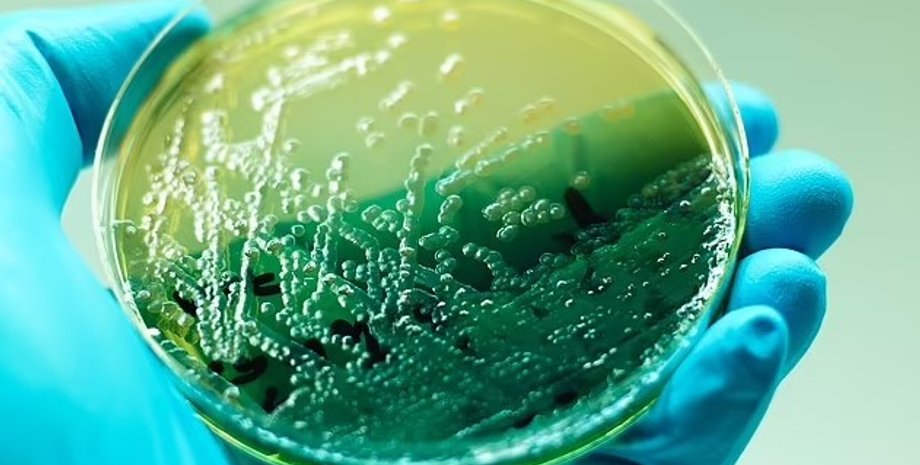 бактерии, бактерии на носках