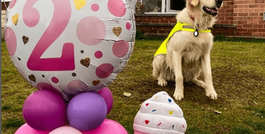 Золотистый ретривер Мэдди