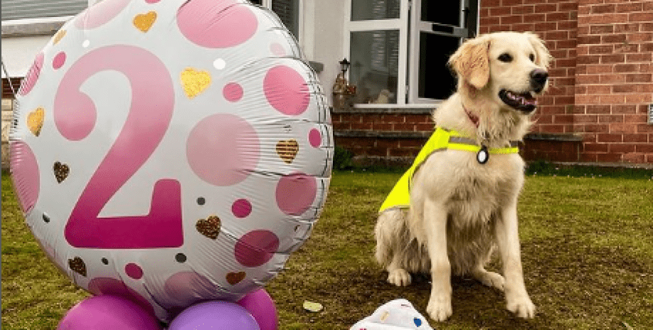 Дружелюбність Медді стала вірусною далеко за межами Британії Золотистий ретривер Медді