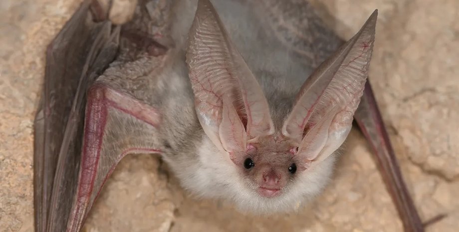 туркестанський ушан кажан кажан