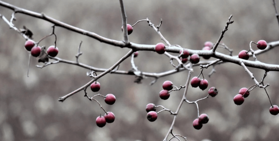 прогноз погоды. погода в украине, погода зимой, снежная зима, аномальная погода, вера балабух