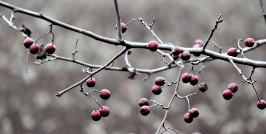 Погода в Украине в феврале Погода, февраль, прогноз погоды