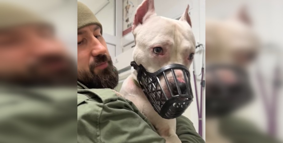 Стаффордширский терьер, которого избивал владелец Стаффордширский терьер, избиение животного, избиение собаки Киев, избиение собаки полиция Киев, избиение собаки зоозащитники