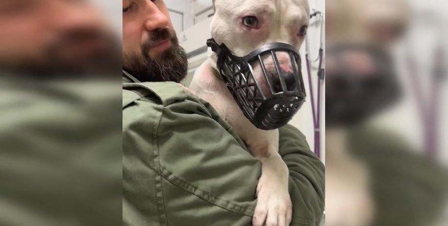 Стаффордширский терьер, избиение животного, избиение собаки Киев, избиение собаки полиция Киев, избиение собаки зоозащитники