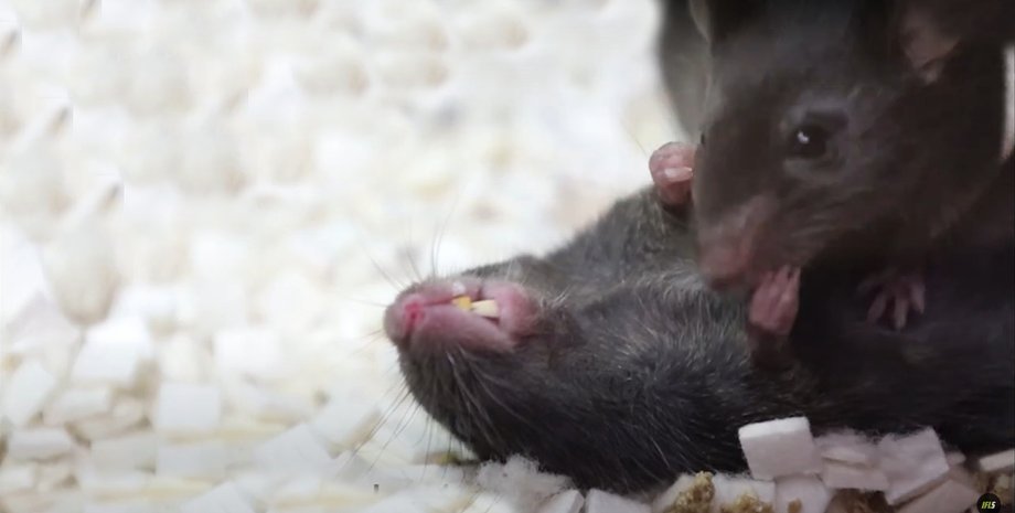 История о мышах, интересное о мышах, ученые о мышах, мыши искусственное дыхание, мыши реанимация, мыши исследования