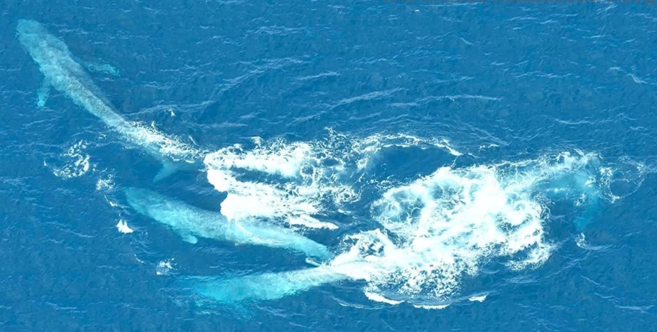синій кит, кити в океані, спарювання китів