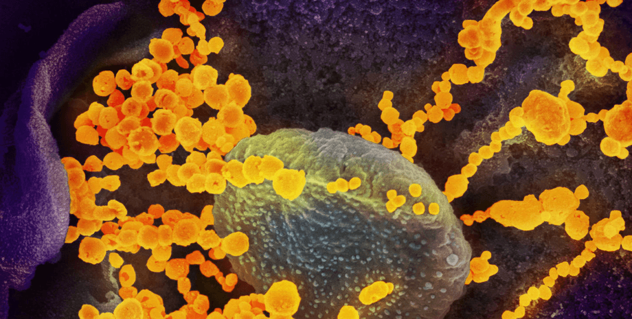 коронавирус, мутация