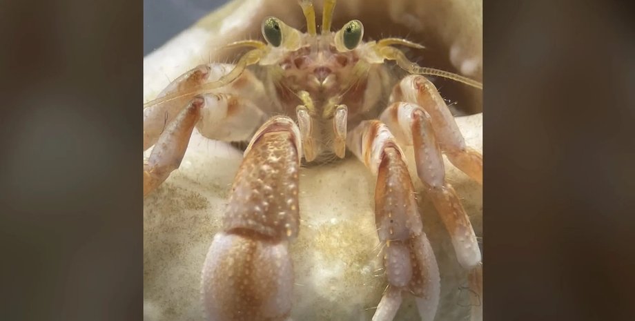 Волохаті клешні дають змогу раку відлюднику пізнавати світ
