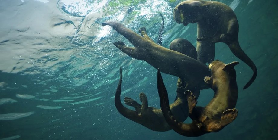 гигантская выдра