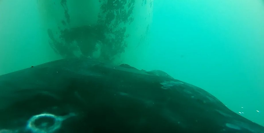 горбаті кити годування