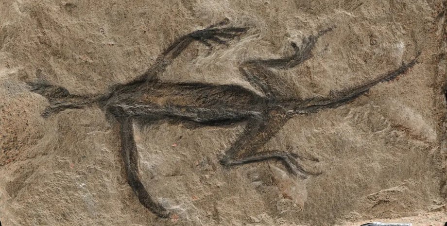 окаменелость, ящерица