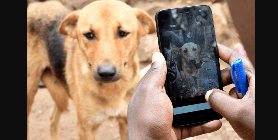 собаки, бешенство, фото