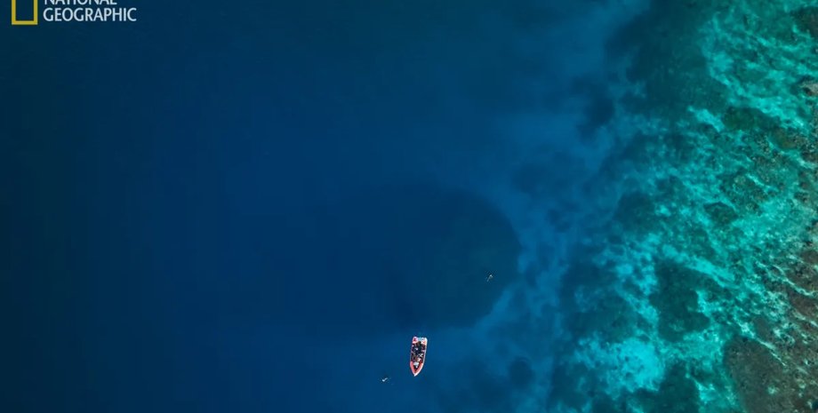 крапля в океані, корал, гігантський корал