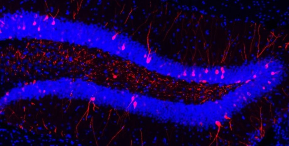 мозок, пам'ять