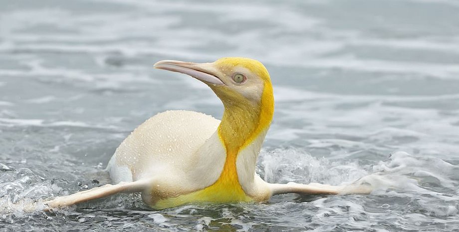 императорский пингвин