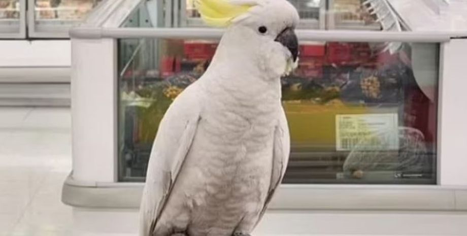 Попугай Микки четыре недели жил в австралийском супермаркете, почему птицу не могли выгнать из магазина столько времени