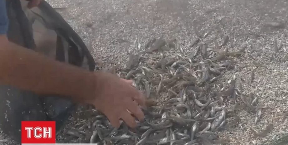 рыба, Херсонская область, мор рыбы, аномалия, ловят рыбу
