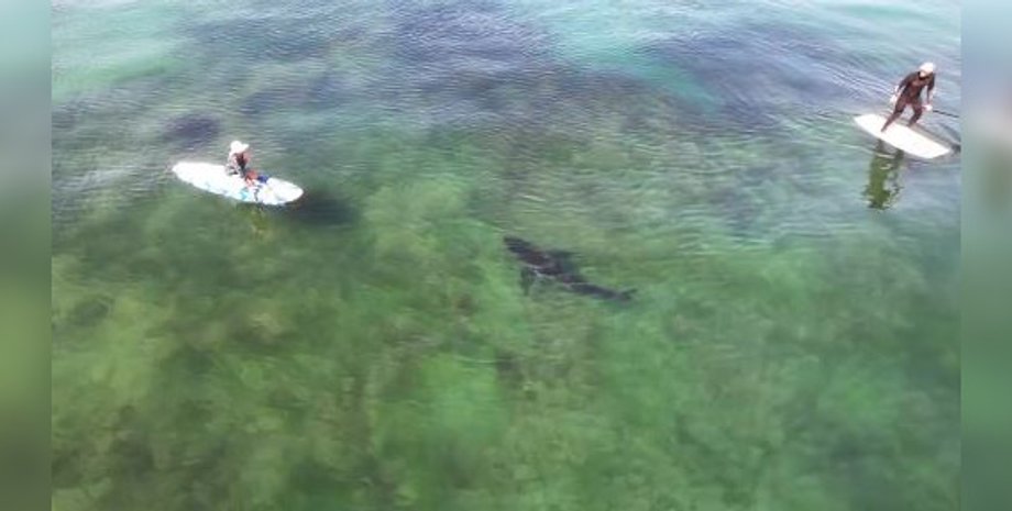 Акула у побережья Калифорнии.