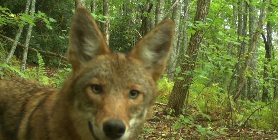 койволк, гибрид волка и койота